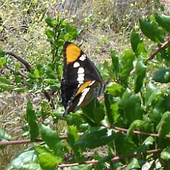 adelpha bredowii - California Sister - brushfooted butterfly adelpha bredowii